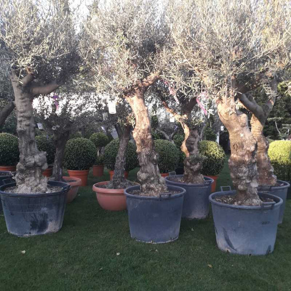 Ancient Gnarly Stem Olive Trees